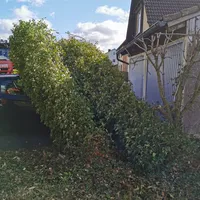 2022-02-19_kem_anzensteinstrasse_baum-auf-pkw_ff-kem_1.jpg