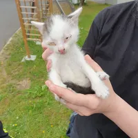 2022-06-04_tierrettung_katze-auto_ff-kemnath_5.jpg